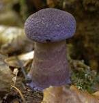 Violetter Schleierling, Foto 24