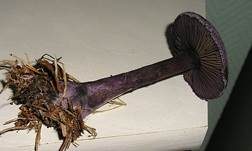 Violetter Schleierling, Foto 31