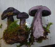 Violetter Schleierling, Foto 32