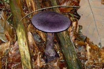Violetter Schleierling, Foto 35