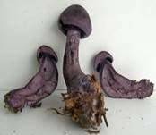 Violetter Schleierling, Foto 39