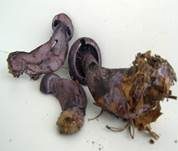 Violetter Schleierling, Foto 40