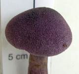 Violetter Schleierling, Foto 41
