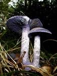 Violetter Schleierling, Foto 43