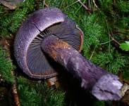 Violetter Schleierling, Foto 11