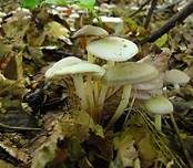 Violetter Schwindling, Foto 13