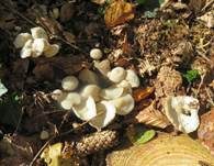 Violetter Schwindling, Foto 14