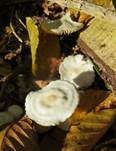 Violetter Schwindling, Foto 15