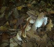 Violetter Schwindling, Foto 23