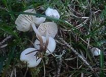 Violetter Schwindling, Foto 24