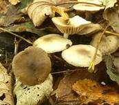 Violetter Schwindling, Foto 27