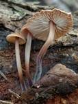 Violetter Schwindling, Foto 30