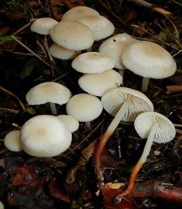 Violetter Schwindling, Foto 5