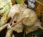 Violetter Schwindling, Foto 6