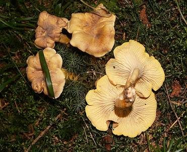 Amethystschuppiger Pfifferling, Foto 2