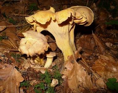 Amethystschuppiger Pfifferling, Foto 3