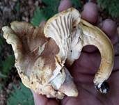 Amethystschuppiger Pfifferling, Foto 30