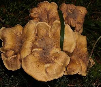 Amethystschuppiger Pfifferling, Foto 5