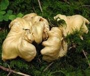 Amethystschuppiger Pfifferling, Foto 10