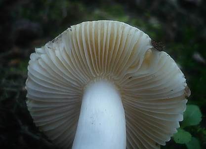 Violetter Täubling, Foto 4
