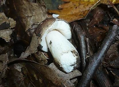 Violetter Täubling, Foto 5