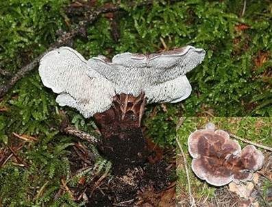 Violetter Weißsporstacheling, Foto 2