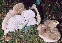 Violetter Weißsporstacheling, Foto 17