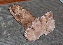 Violetter Weißsporstacheling, Foto 19