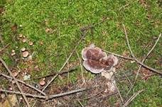 Violetter Weißsporstacheling, Foto 24