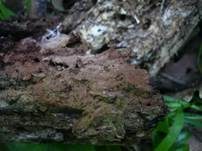 Violetter Wurzeltöter, Foto 6