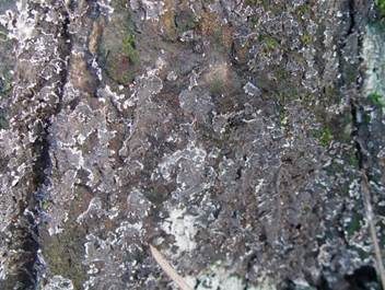 Violetter Zystidenrindenpilz, Foto 2
