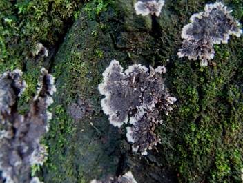 Violetter Zystidenrindenpilz, Foto 3