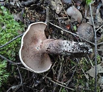 Violettfleischiger Stacheling, Foto 4