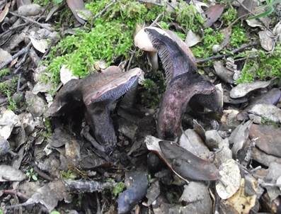Violettfleischiger Stacheling, Foto 6