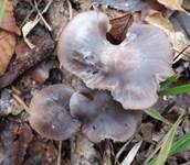 Violettgrauer Ellerling, Foto 5