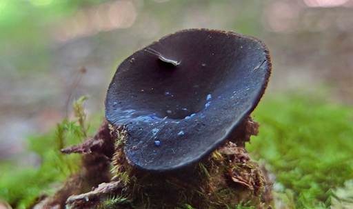 Violettmilchender Becherling, Foto 2