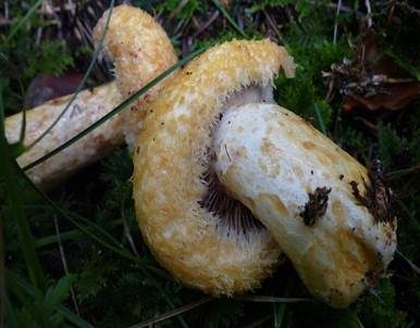 Violettmilchender Zottenmilchling, Foto 2