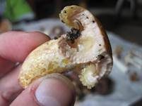 Violettmilchender Zottenmilchling, Foto 14