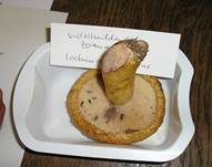 Violettmilchender Zottenmilchling, Foto 19