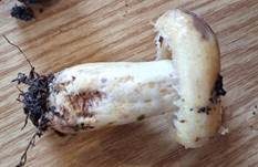 Violettmilchender Zottenmilchling, Foto 23