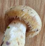 Violettmilchender Zottenmilchling, Foto 28