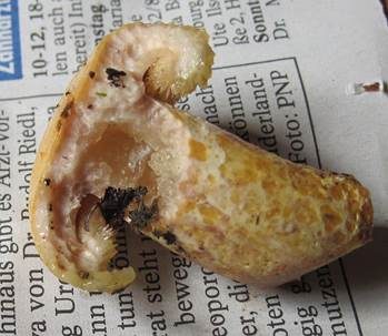 Violettmilchender Zottenmilchling, Foto 5