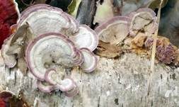 Violettrandige Tramete, Foto 21