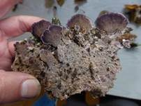 Violettrandige Tramete, Foto 5