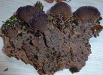 Violettrandige Tramete, Foto 7