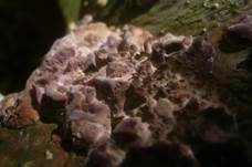 Violettrandige Tramete, Foto 8