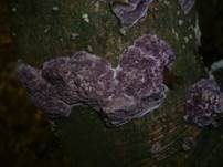 Violettrandige Tramete, Foto 10