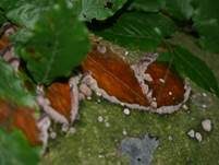 Violettrandige Tramete, Foto 11