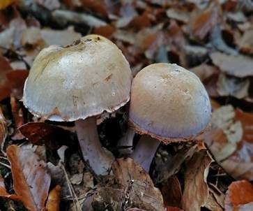 Violettrandiger Schleimkopf, Foto 5