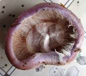 Violettrandiger Schleimkopf, Foto 39